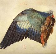 Albrecht Durer Wing of a Blue Roller oil painting artist